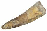 Fossil Spinosaurus Tooth - Real Dinosaur Tooth #289426-1